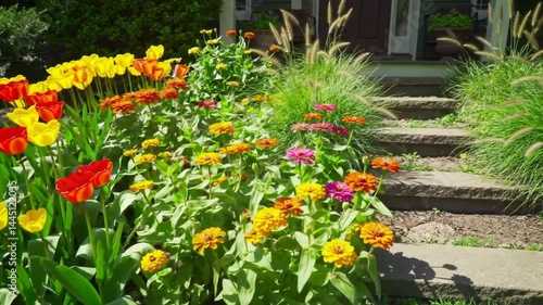Wallpaper Mural Blooming Garden Display near House Entrance with Vibrant Tulips and Zinnias Torontodigital.ca