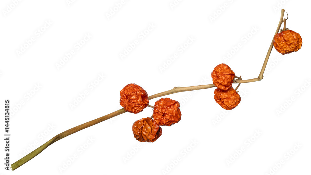 Dried Ethiopian eggplant branch isolated. Dried Ethiopian eggplant branch isolated.