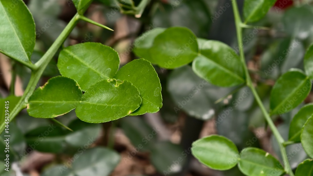 Green Vibrant Leaves with Natural Texture Close-Up Green Vibrant Leaves with Natural Texture Close-Up
