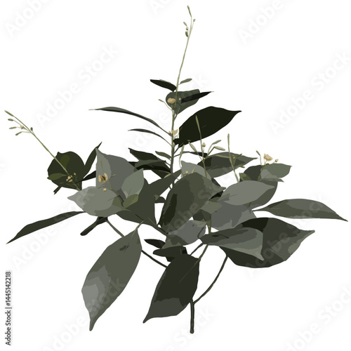Balsam plant
