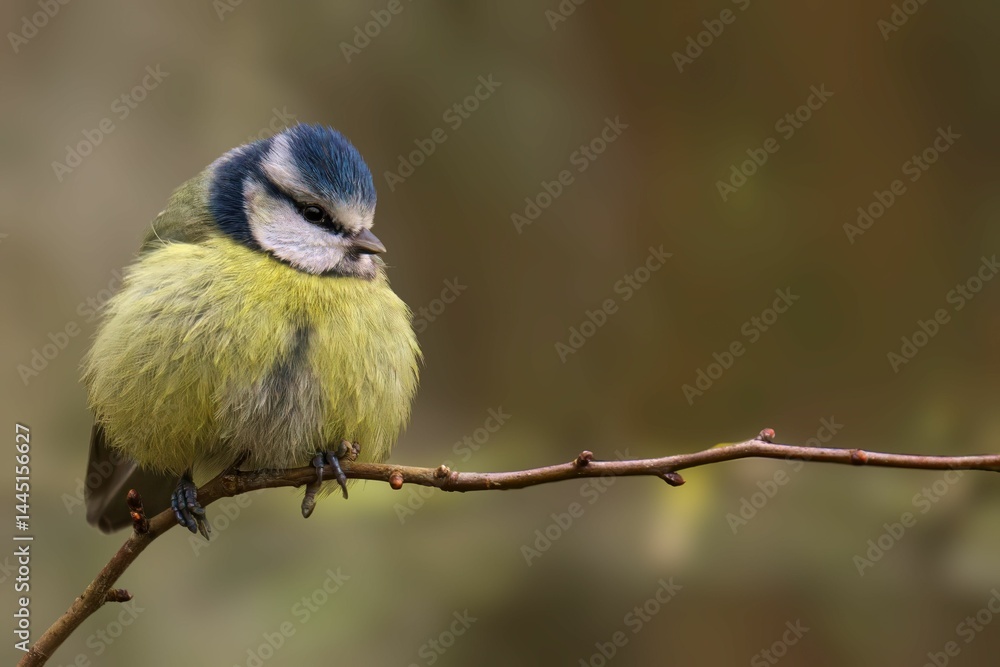 Fototapeta premium Blue Tit Bird on Branch