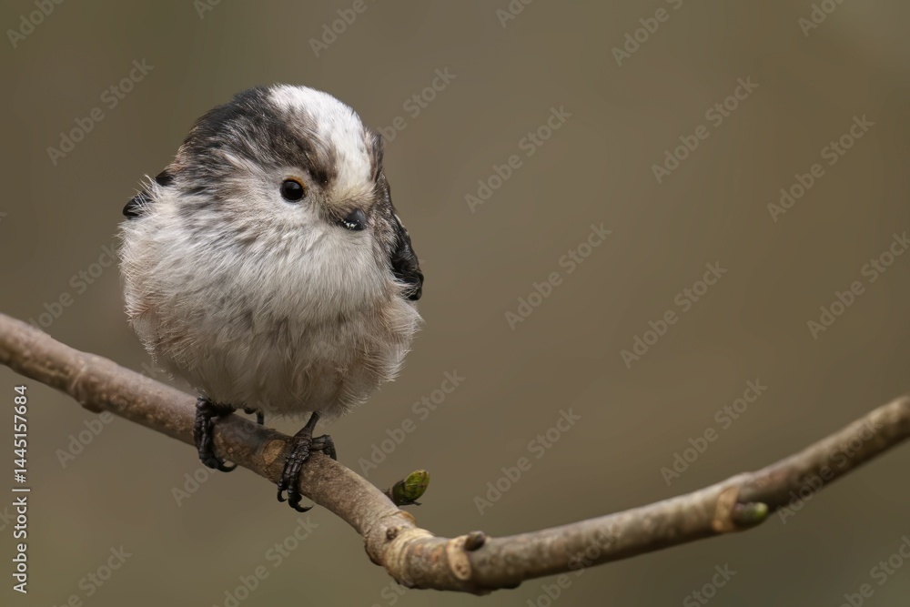Fototapeta premium Long-tailed Tit on Branch