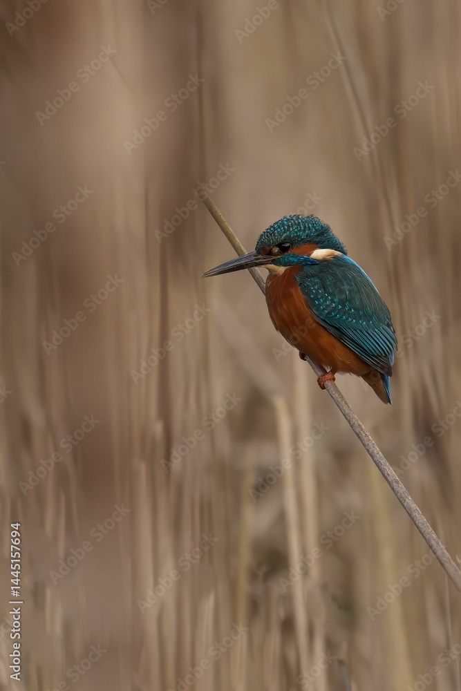 Fototapeta premium Kingfisher perched on a reed.