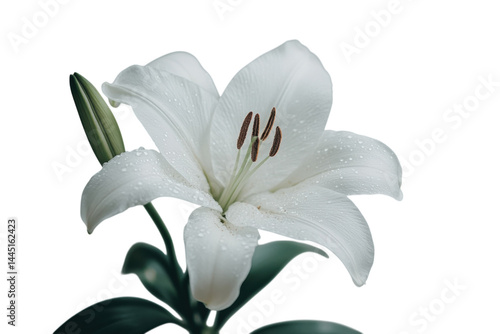 Elegant white lily flower pristine petals soft dew drops serene background peaceful bloom nature s