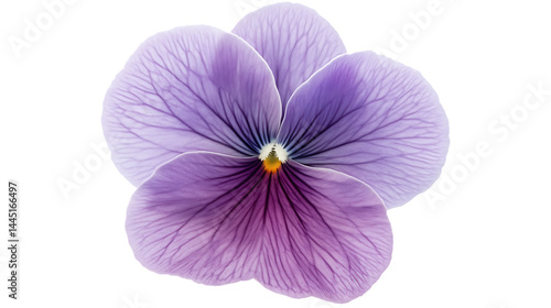 Wallpaper Mural Beautiful purple flower with intricate petals. Torontodigital.ca