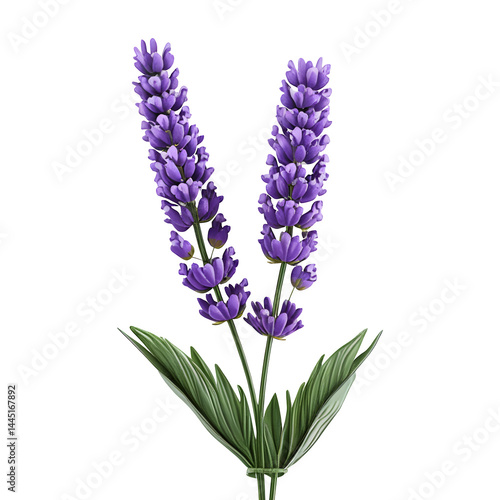 A single stalk of lavender with realistic purple flowers and fine leaf details,nature,garden,