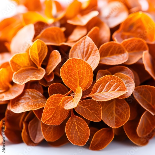 Vibrant Orange Autumn Leaves with Detailed Texture Captured in Natural Light
