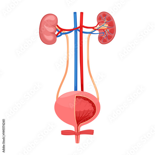 Kidneys and bladder. Anatomy of urinary system. Urinary system human internal organ. Vector illustration