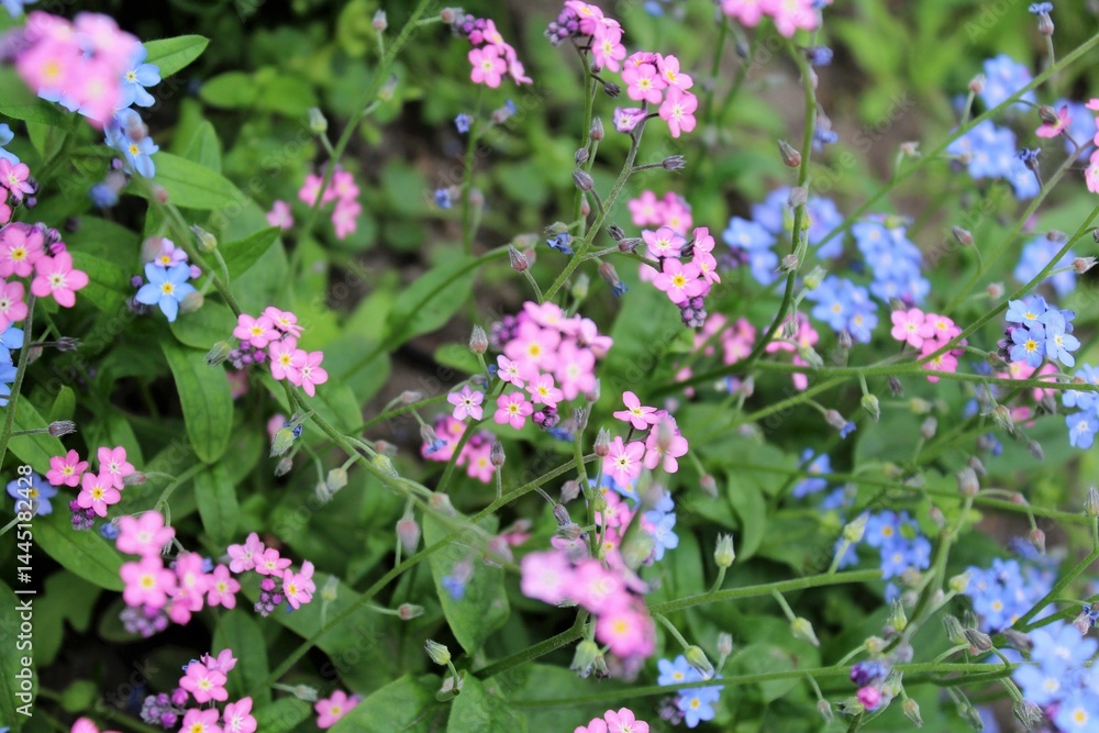 forget me not flowers , natural floral background forget me not flowers , natural floral background