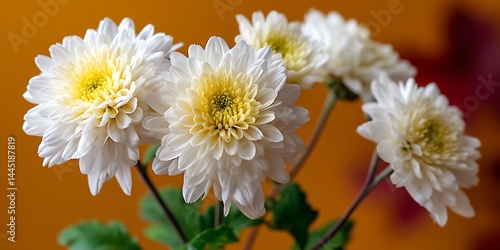 Array of white chrysanthemums against orange backdrop