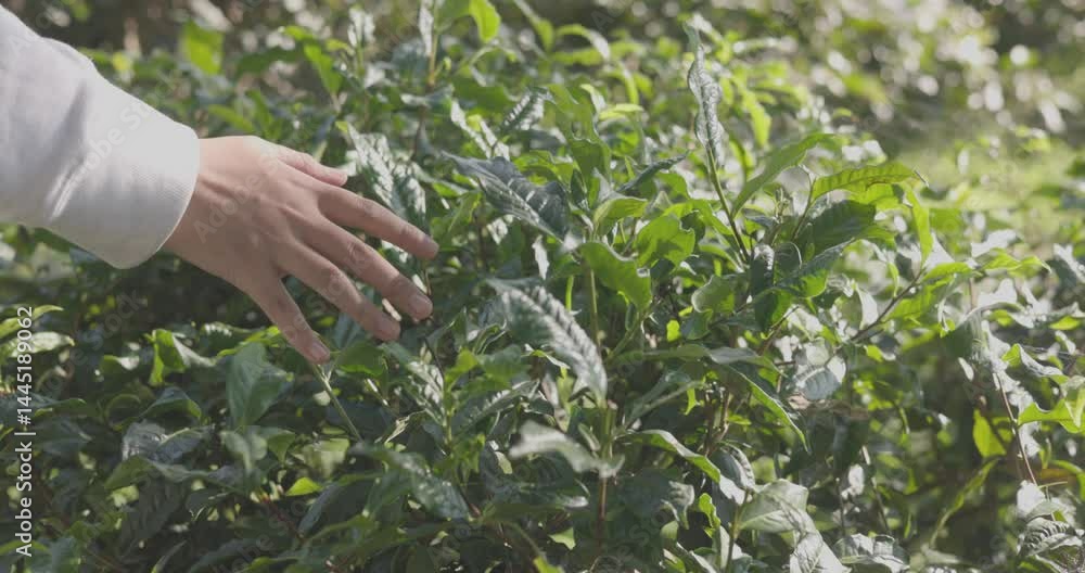 Business concept centers around fresh green tea reap background leaves organic farm with banner lush garden healthy plant tree leaves eco herbal farmer blur leaf plantation Freshness herbal natural
Business concept centers around fresh green tea reap background leaves organic farm with banner lush garden healthy plant tree leaves eco herbal farmer blur leaf plantation Freshness herbal natural