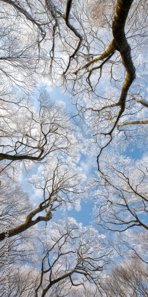 Winter Canopy Winter Canopy