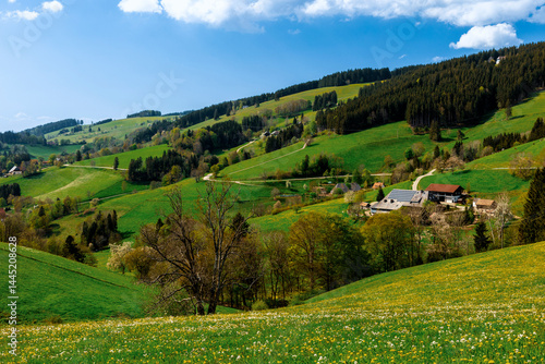 Frühling bei St.Märgen im Schwarzwald