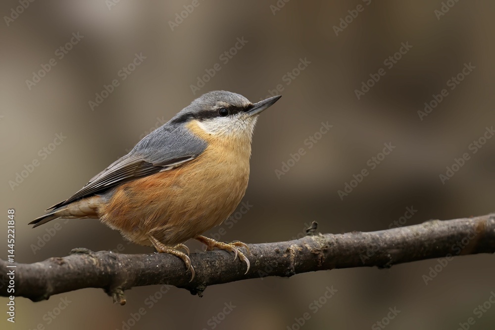 Fototapeta premium Nuthatch perched on a branch