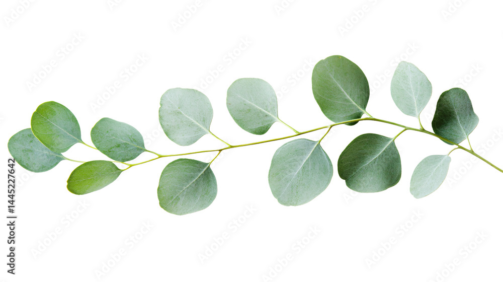 Fresh Eucalyptus Sprig on White Background - Professional Botanical Image Fresh Eucalyptus Sprig on White Background - Professional Botanical Image