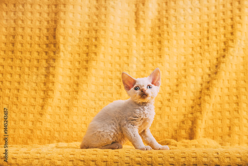 Obraz na płótnie Happy Funny Small Little White Devon Rex Kitten Kitty Posing On Yellow Plaid Background. Short-haired Cat Of English Breed. Shorthair Pet Cat w salonie