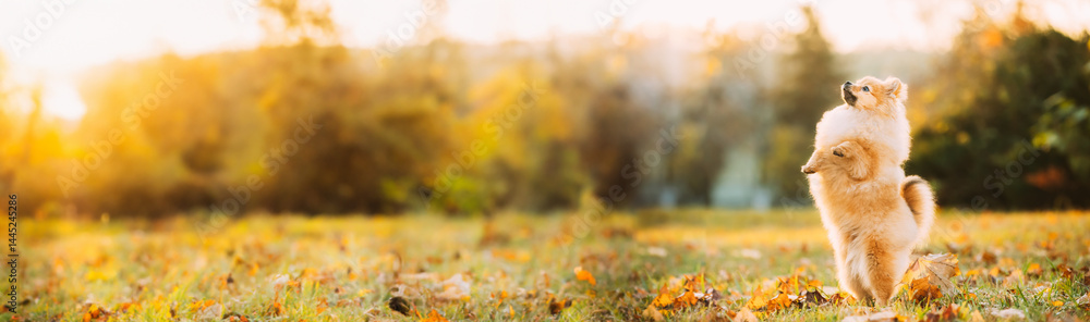 Young Red Puppy Pomeranian Spitz Puppy. Puppy Stands On Its Hind Legs Dog Posing Outdoor In Autumn Grass.
