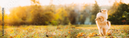 Obraz na płótnie Young Red Puppy Pomeranian Spitz Puppy. Puppy Stands On Its Hind Legs Dog Posing Outdoor In Autumn Grass. w salonie
