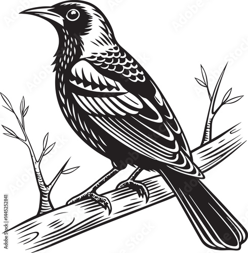 Montserrat Oriole bird silhouette