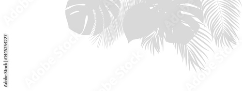 Elegant palm tree frond shadow in the corner with tropical coconut leaves, ideal for spring-summer decor mockups on transparent backgrounds.