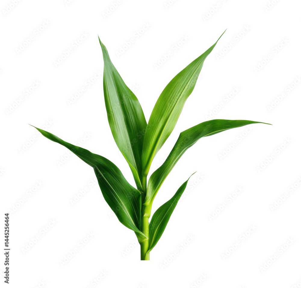 Fototapeta premium Vibrant green corn plant with lush leaves