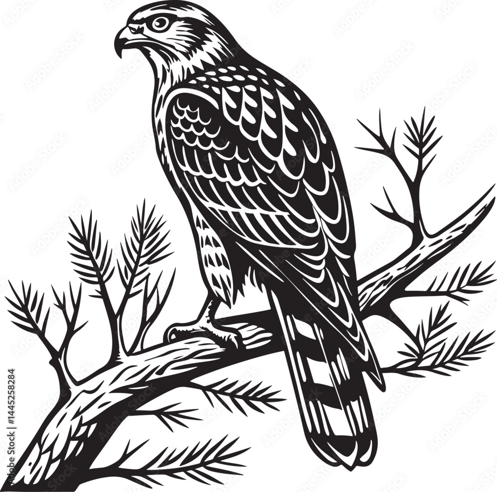 Northern Goshawk bird silhouette vector Illustration Northern Goshawk bird silhouette vector Illustration