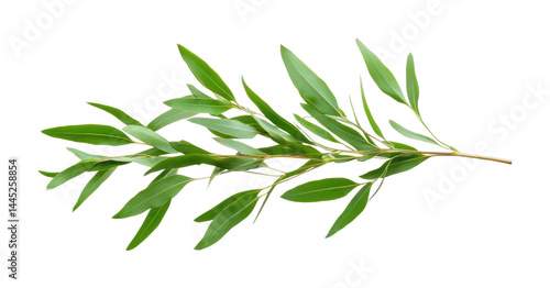 Green eucalyptus branch with vibrant leaves in natural arrangement