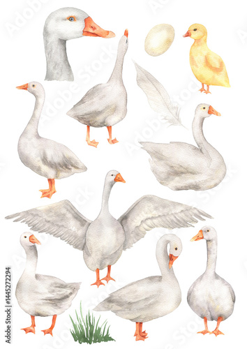 Watercolor set of geese