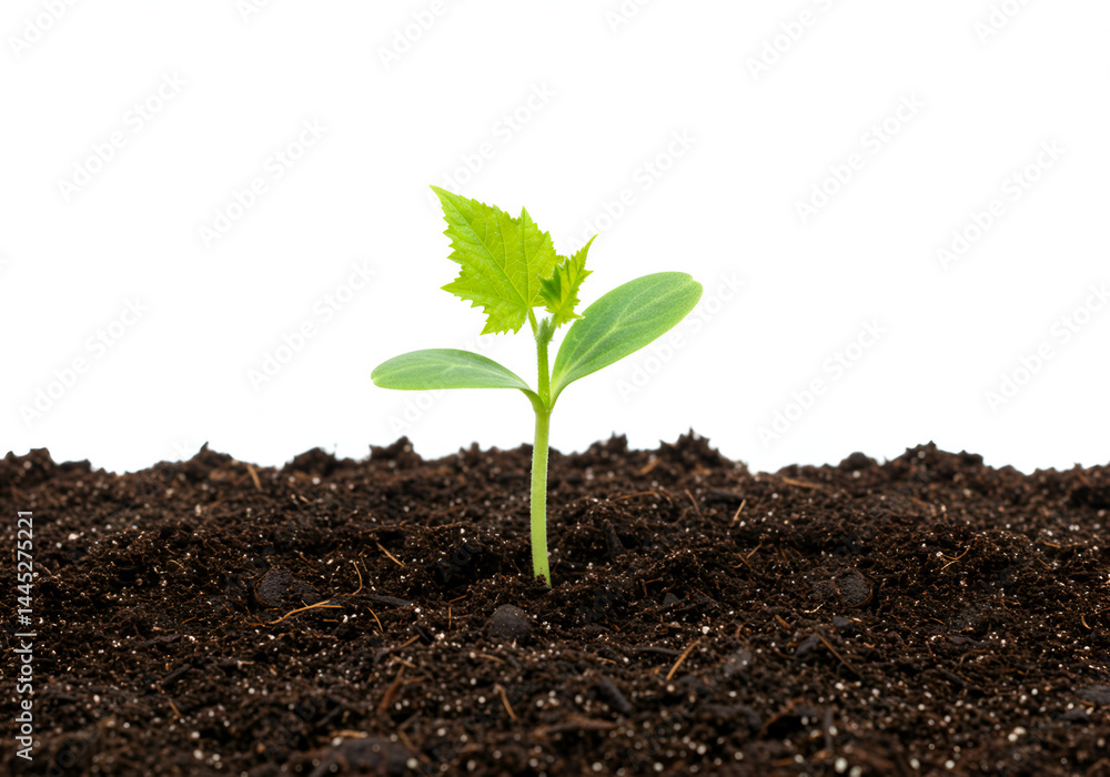 young seedling plant growing from soil isolated on white young seedling plant growing from soil isolated on white