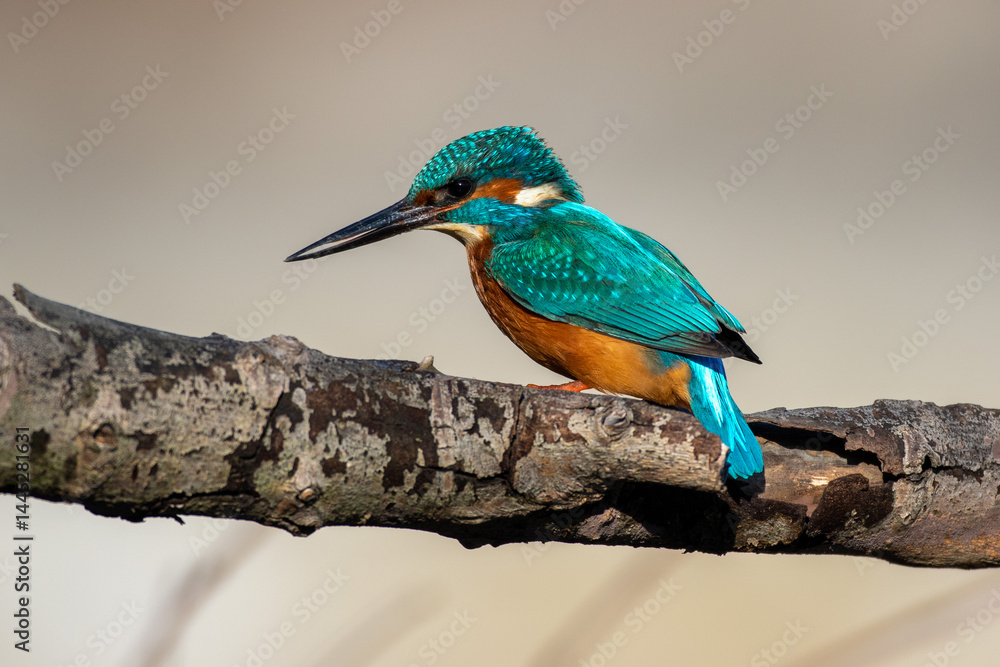 Common Kingfisher