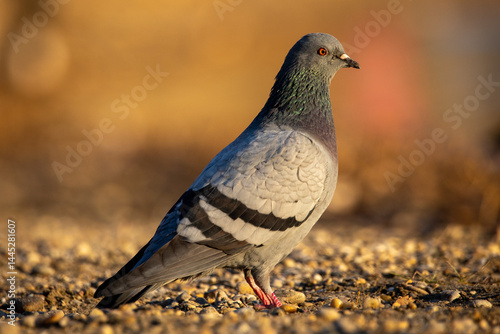 Obraz na płótnie Pigeon w salonie