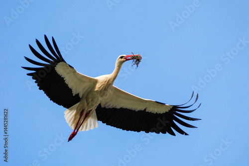 Obraz na płótnie White stork w salonie