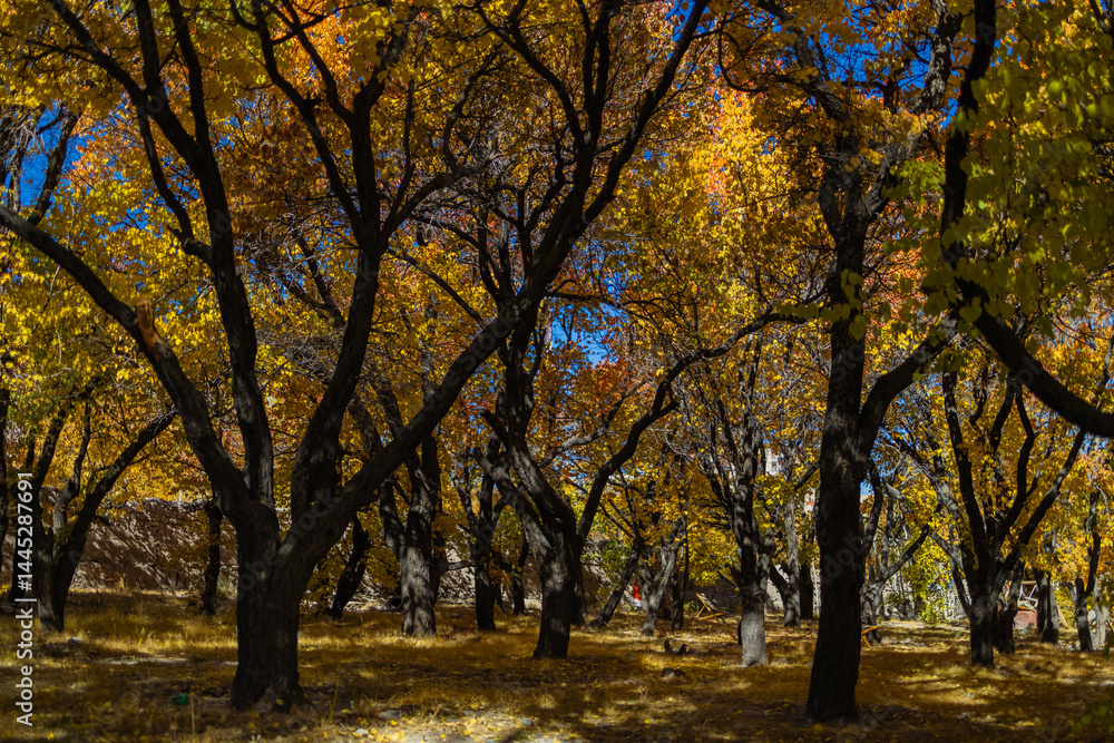 Fototapeta premium A pristine view of trees with yellow golden leaves during autumn season and sunrays falling on them.