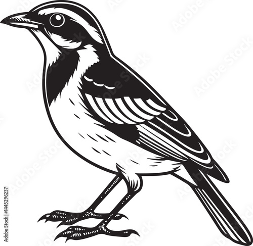 Puerto Rican Spindalis bird silhouette