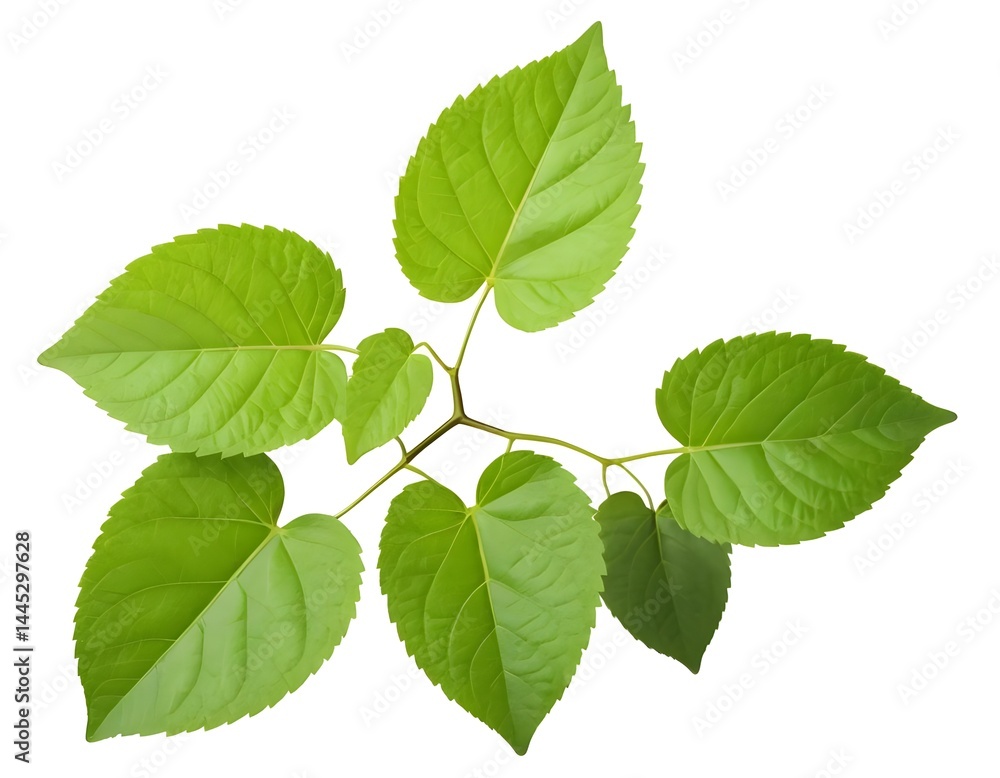 Fototapeta premium Green Leaves Branch Isolated on White