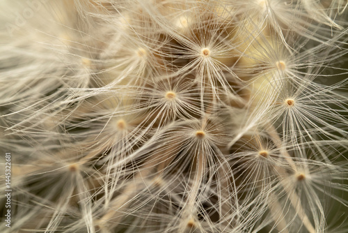 dandelion achene Taraxacum, macro, seed