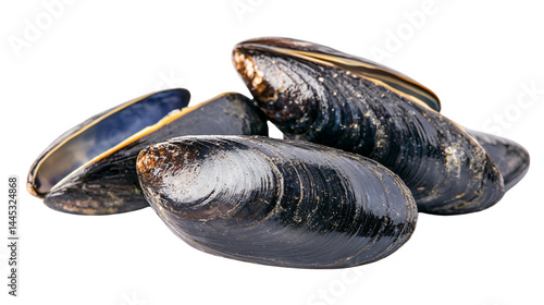 Professional Common Blue Mussel Isolated on White Background for Design Projects