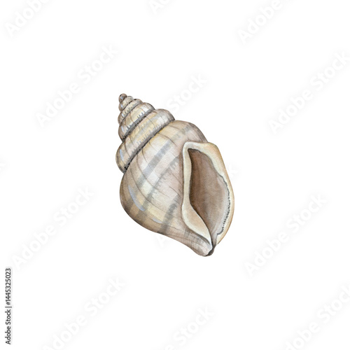 Empty spiral shell. Element of underwater life drawn in watercolor.