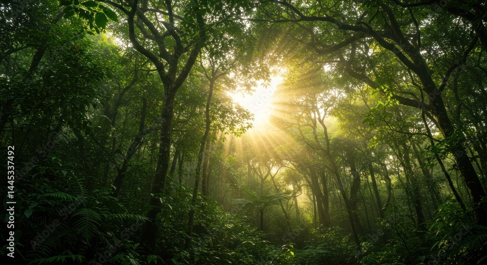 Obraz premium Sunlight Through Forest Canopy - Photo