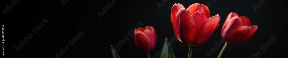 Classic monochrome parrot tulip, striking bloom, intense detail, black backdrop, graphic, dramatic, single