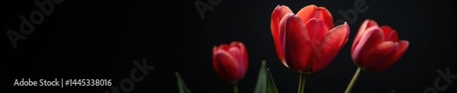 Classic monochrome parrot tulip, striking bloom, intense detail, black backdrop, graphic, dramatic, single