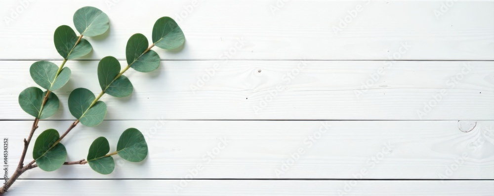 Rustic white wood backdrop, eucalyptus branches & leaves Minimal flatlay , white, clean
