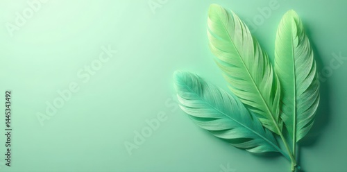 Sage green feathers, minimalist arrangement, high-resolution texture, high resolution, elegant, calm