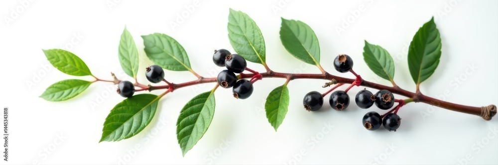 Single elderberry branch with dark berries, white backdrop , dark fruit, stem