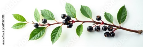 Obraz na płótnie Single elderberry branch with dark berries, white backdrop , dark fruit, stem w salonie