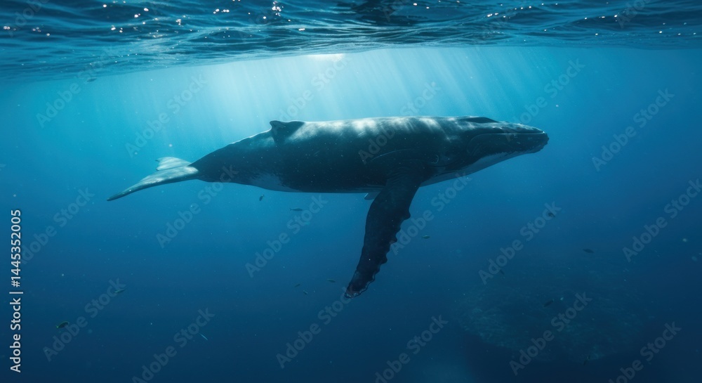 Naklejka premium Humpback Whale Underwater Photo