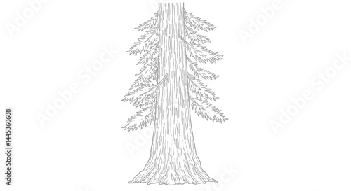 Impressive Giant Redwood Tree Coloring Sheet Majestic Nature Drawing for All Ages