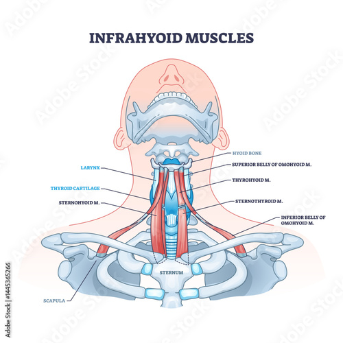 Infrahyoid muscles diagram shows key neck muscles, thyroid cartilage, and hyoid bone, transparent background.