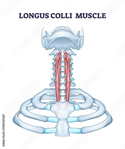 The Longus Colli Muscle Diagram shows the muscles position in the neck, highlighting the spine and ribs, transparent background.