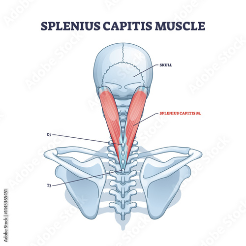 The Splenius Capitis muscle diagram highlights its position from the skull to the spine, focusing on muscle and vertebrae, transparent background.